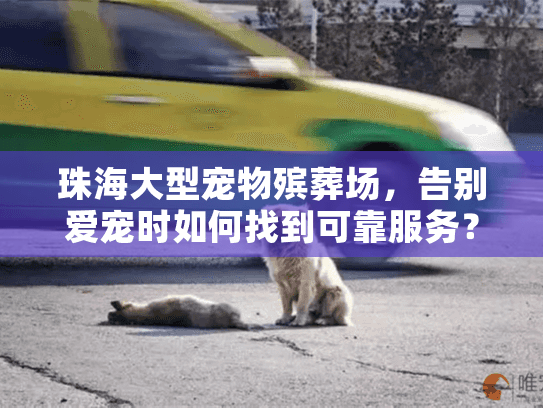 珠海大型宠物殡葬场，告别爱宠时如何找到可靠服务？