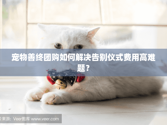 宠物善终团购如何解决告别仪式费用高难题？