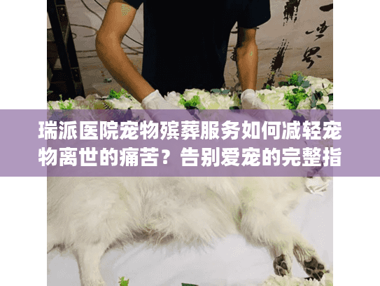 瑞派医院宠物殡葬服务如何减轻宠物离世的痛苦？告别爱宠的完整指南