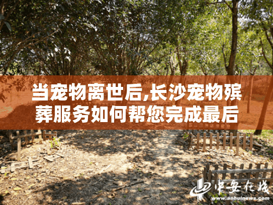 当宠物离世后,长沙宠物殡葬服务如何帮您完成最后的体面告别?