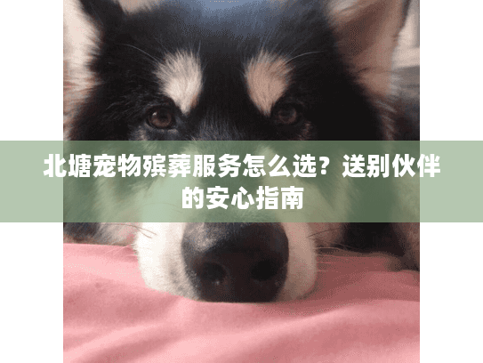 北塘宠物殡葬服务怎么选？送别伙伴的安心指南