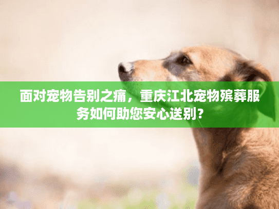 面对宠物告别之痛，重庆江北宠物殡葬服务如何助您安心送别？