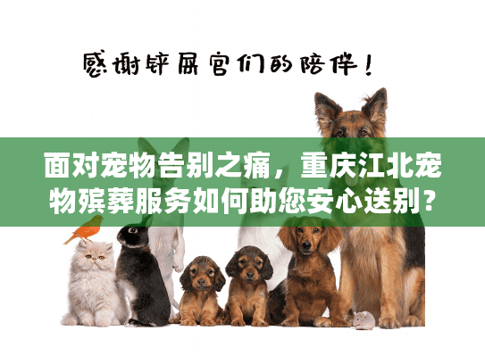 面对宠物告别之痛，重庆江北宠物殡葬服务如何助您安心送别？