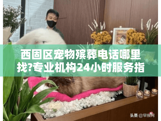 西固区宠物殡葬电话哪里找?专业机构24小时服务指南