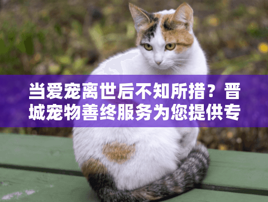 当爱宠离世后不知所措？晋城宠物善终服务为您提供专业告别方案