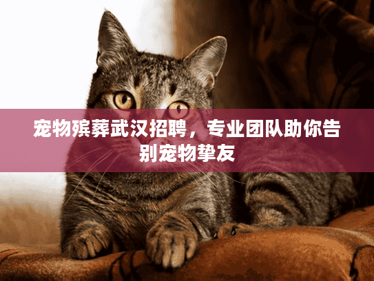 宠物殡葬武汉招聘，专业团队助你告别宠物挚友
