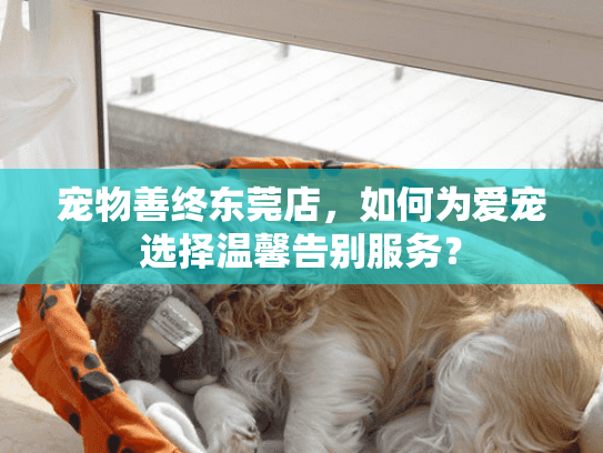 宠物善终东莞店，如何为爱宠选择温馨告别服务？