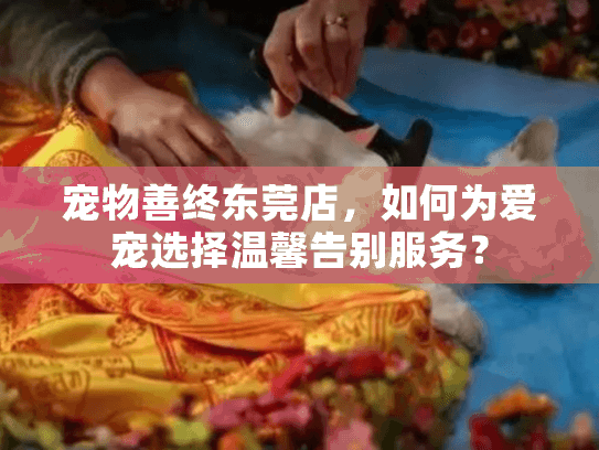 宠物善终东莞店，如何为爱宠选择温馨告别服务？