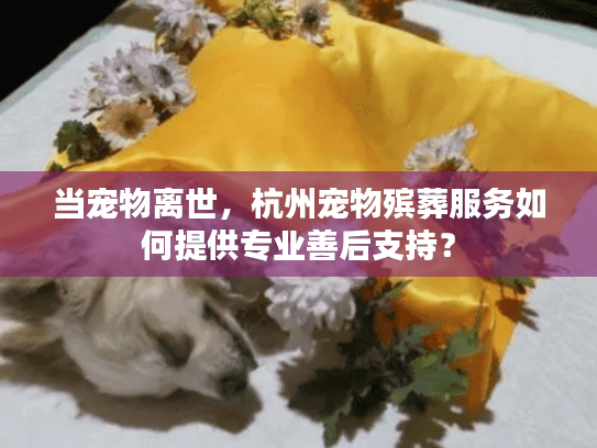 当宠物离世，杭州宠物殡葬服务如何提供专业善后支持？