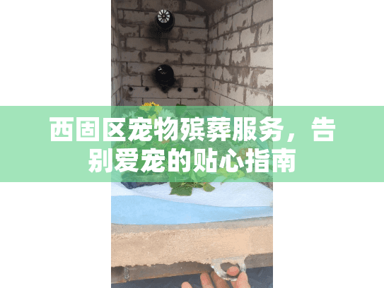 西固区宠物殡葬服务，告别爱宠的贴心指南