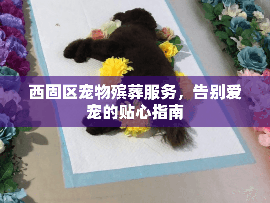 西固区宠物殡葬服务，告别爱宠的贴心指南