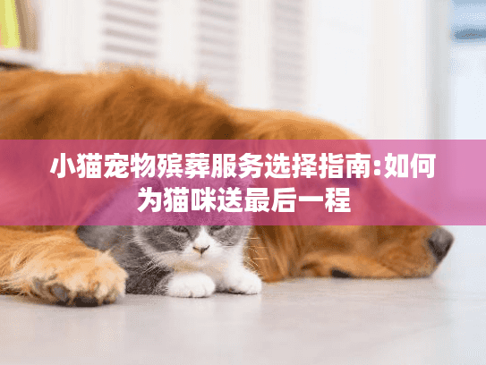 小猫宠物殡葬服务选择指南:如何为猫咪送最后一程