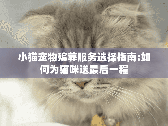 小猫宠物殡葬服务选择指南:如何为猫咪送最后一程