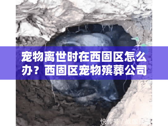 宠物离世时在西固区怎么办？西固区宠物殡葬公司助您告别爱宠