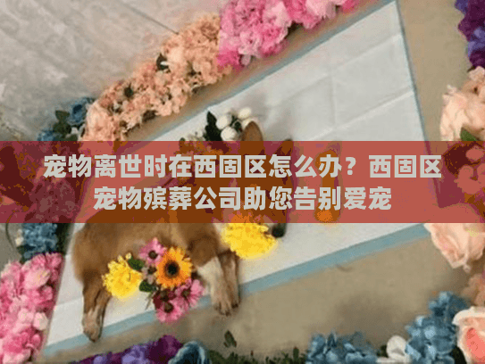宠物离世时在西固区怎么办？西固区宠物殡葬公司助您告别爱宠