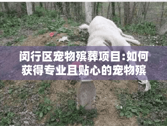 闵行区宠物殡葬项目:如何获得专业且贴心的宠物殡葬服务?