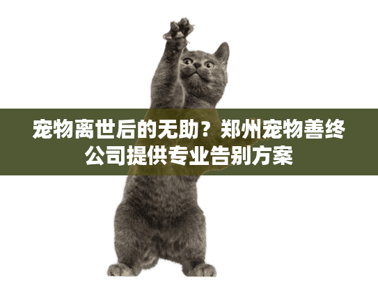 宠物离世后的无助？郑州宠物善终公司提供专业告别方案