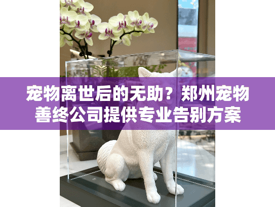 宠物离世后的无助？郑州宠物善终公司提供专业告别方案