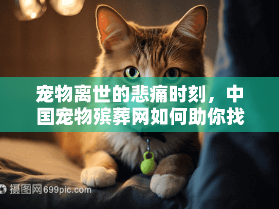 宠物离世的悲痛时刻，中国宠物殡葬网如何助你找到专业服务？