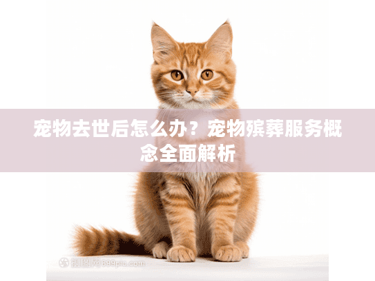宠物去世后怎么办？宠物殡葬服务概念全面解析