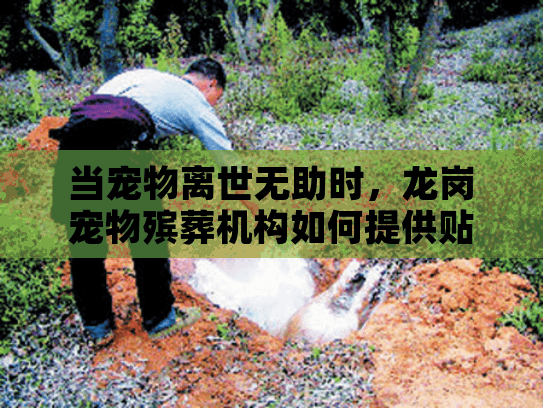 当宠物离世无助时，龙岗宠物殡葬机构如何提供贴心解决方案？