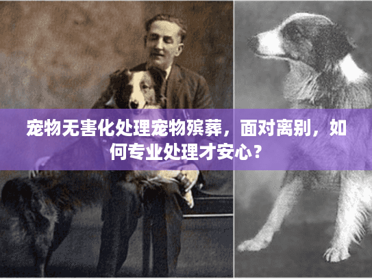 宠物无害化处理宠物殡葬，面对离别，如何专业处理才安心？
