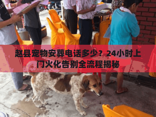 赵县宠物安葬电话多少？24小时上门火化告别全流程揭秘