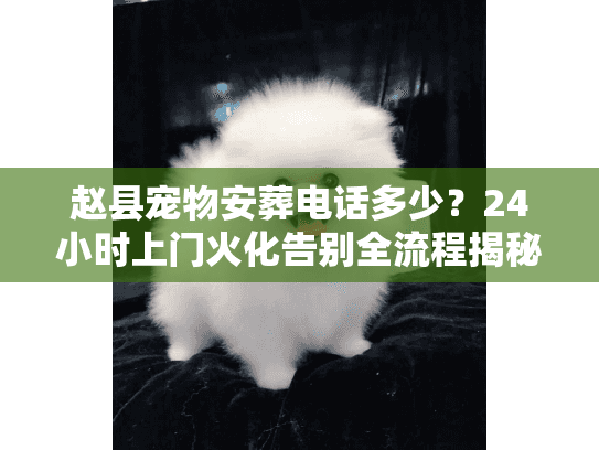 赵县宠物安葬电话多少？24小时上门火化告别全流程揭秘