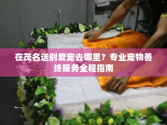 在茂名送别爱宠去哪里？专业宠物善终服务全程指南