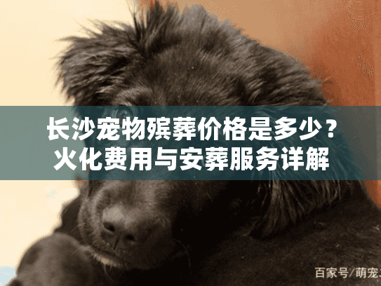 长沙宠物殡葬价格是多少？火化费用与安葬服务详解