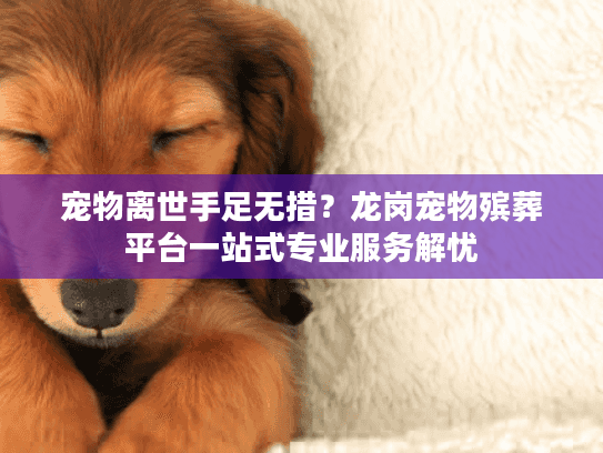 宠物离世手足无措？龙岗宠物殡葬平台一站式专业服务解忧