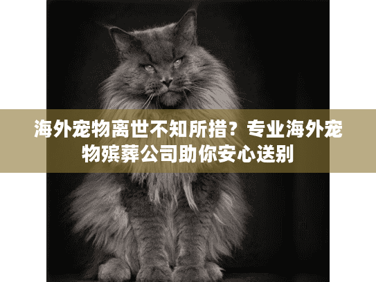 海外宠物离世不知所措？专业海外宠物殡葬公司助你安心送别