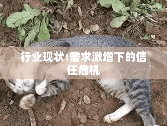 行业现状:需求激增下的信任危机