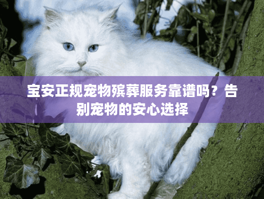 宝安正规宠物殡葬服务靠谱吗？告别宠物的安心选择