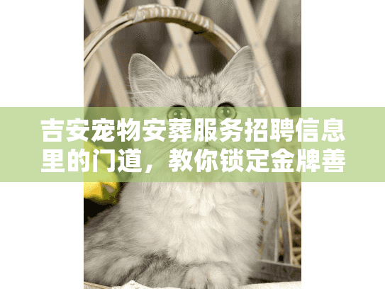 吉安宠物安葬服务招聘信息里的门道，教你锁定金牌善后团队