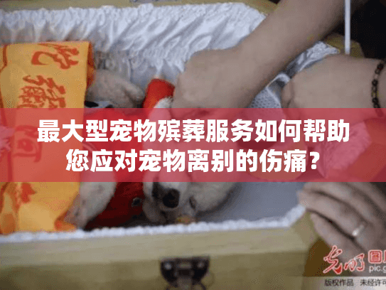 最大型宠物殡葬服务如何帮助您应对宠物离别的伤痛？
