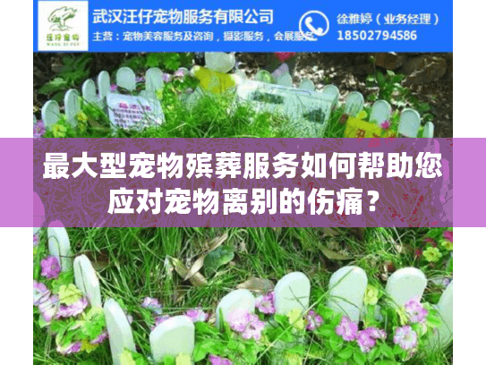 最大型宠物殡葬服务如何帮助您应对宠物离别的伤痛？