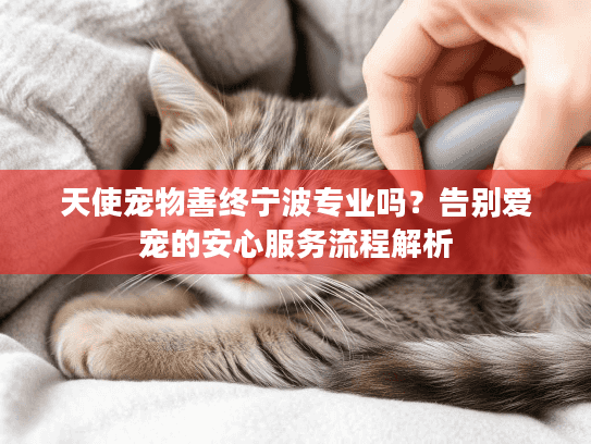 天使宠物善终宁波专业吗？告别爱宠的安心服务流程解析