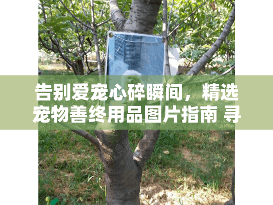 告别爱宠心碎瞬间，精选宠物善终用品图片指南 寻找完美纪念方案