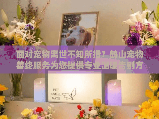 面对宠物离世不知所措？鹤山宠物善终服务为您提供专业温暖告别方案