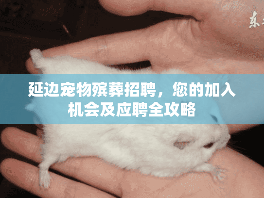 延边宠物殡葬招聘，您的加入机会及应聘全攻略