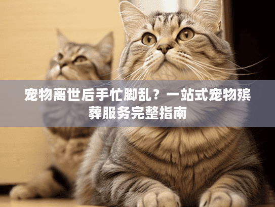 宠物离世后手忙脚乱？一站式宠物殡葬服务完整指南
