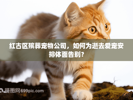 红古区殡葬宠物公司，如何为逝去爱宠安排体面告别？