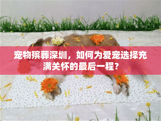 宠物殡葬深圳，如何为爱宠选择充满关怀的最后一程？