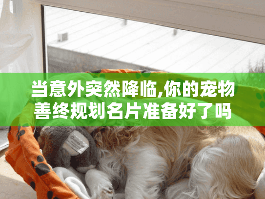 当意外突然降临,你的宠物善终规划名片准备好了吗?