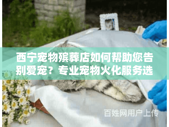 西宁宠物殡葬店如何帮助您告别爱宠？专业宠物火化服务选择指南