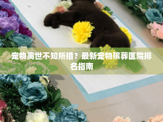 宠物离世不知所措？最新宠物殡葬医院排名指南