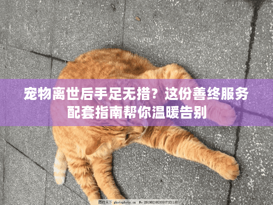 宠物离世后手足无措？这份善终服务配套指南帮你温暖告别
