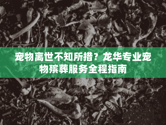 宠物离世不知所措？龙华专业宠物殡葬服务全程指南