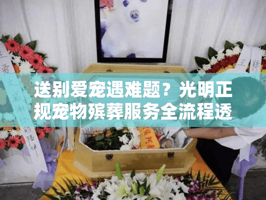 送别爱宠遇难题？光明正规宠物殡葬服务全流程透明指南